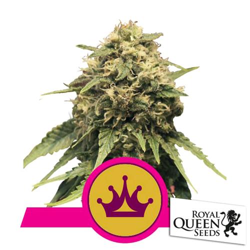 ROYAL QUEEN SEEDS - SPECIAL QUEEN #1 FEM - 25 SEEDS