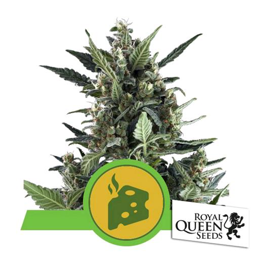 ROYAL QUEEN SEEDS - BLUE CHEESE FEM - 3 SEEDS
