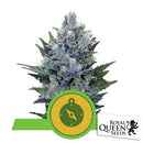 ROYAL QUEEN SEEDS - NORTHERN LIGHT AUTO - 3 SEEDS