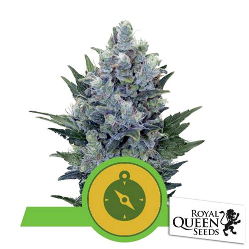 ROYAL QUEEN SEEDS - NORTHERN LIGHT AUTO - 3 SEEDS
