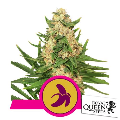 ROYAL QUEEN SEEDS - FAT BANANA FEM - 25 SEEDS - USA PREMIUM