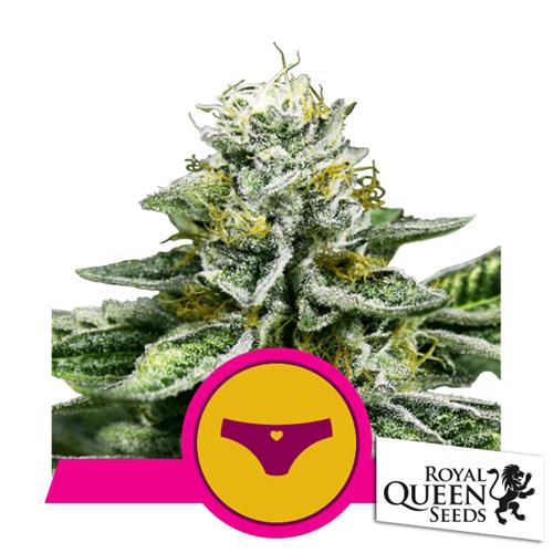 ROYAL QUEEN SEEDS - SHERBET QUEEN FEM - 5 SEEDS - USA PREMIUM