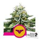 ROYAL QUEEN SEEDS - SHERBET QUEEN FEM - 1 SEED - USA PREMIUM