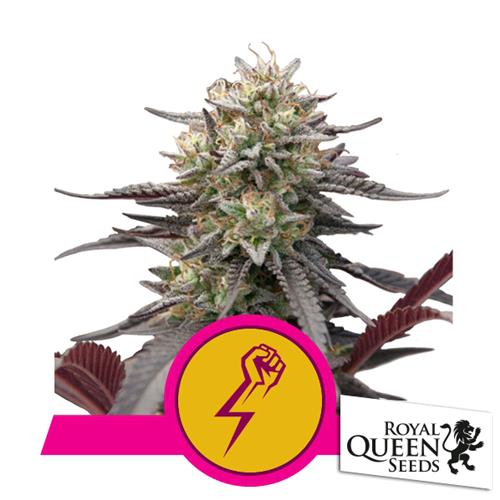 ROYAL QUEEN SEEDS - GREEN CRACK PUNCH FEM  - 10 SEEDS - USA PREMIUM