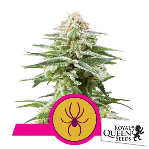 ROYAL QUEEN SEEDS - WHITE WIDOW  FEM - 200 SEEDS BULK