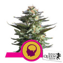 ROYAL QUEEN SEEDS - AMNESIA HAZE FEM - 3 SEEDS