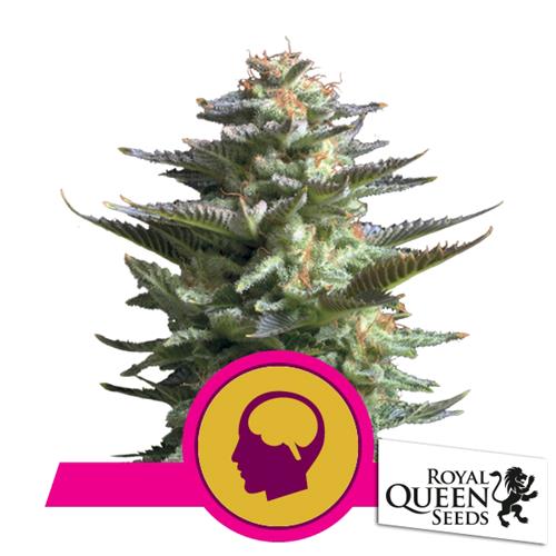ROYAL QUEEN SEEDS - AMNESIA HAZE FEM - 3 SEEDS