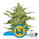 ROYAL QUEEN SEEDS - FAST EDDY AUTO CBD - 10 SEEDS