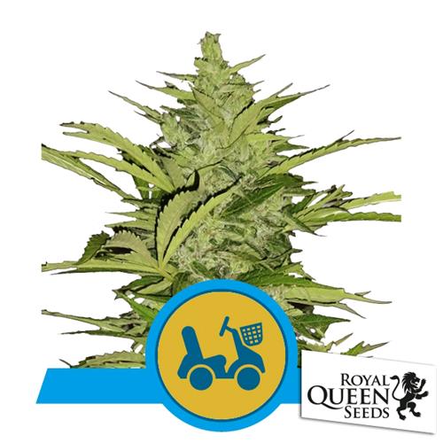 ROYAL QUEEN SEEDS - FAST EDDY AUTO CBD - 10 SEEDS