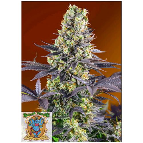 SWEET SEEDS - SWEET ZENZATION FEM - 500 BULK SEEDS