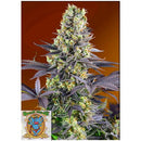 SWEET SEEDS - SWEET ZENZATION FEM - 100 BULK SEEDS