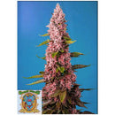 SWEET SEEDS - RED HOT COOKIES FEM - 500 BULK SEEDS