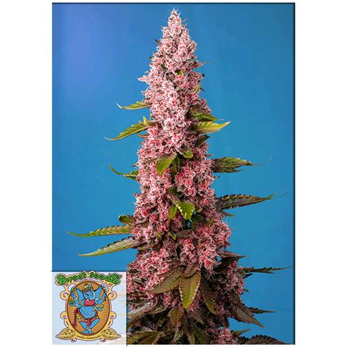 SWEET SEEDS - RED HOT COOKIES FEM - 5+2 SEEDS