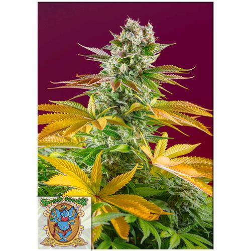 SWEET SEEDS  - GORILLA GIRL FEM - F1 FAST VERSION - 25 BULK SEEDS