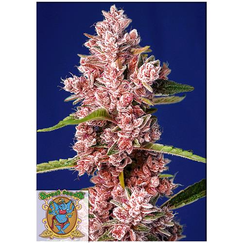 SWEET SEEDS - TROPICANNA POISON FEM - F1 FAST VERSION - BULK 25 SEEDS