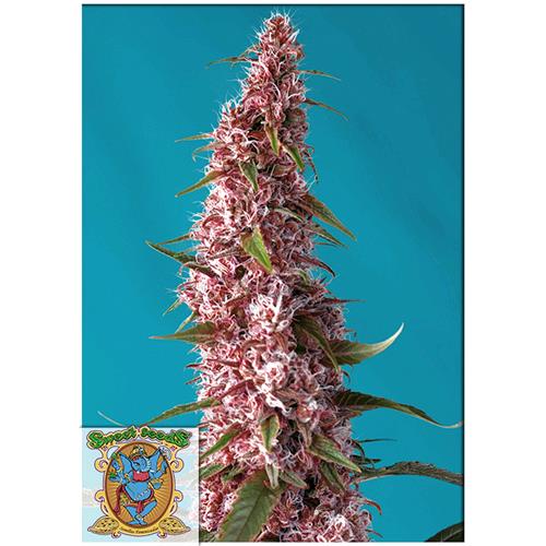 SWEET SEEDS - RED PURE AUTO CBD - 5+2 SEEDS