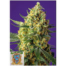 SWEET SEEDS - CRYSTAL CANDY XL AUTO -  3+1 SEEDS