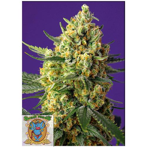 SWEET SEEDS - CRYSTAL CANDY XL AUTO -  5+2 SEEDS