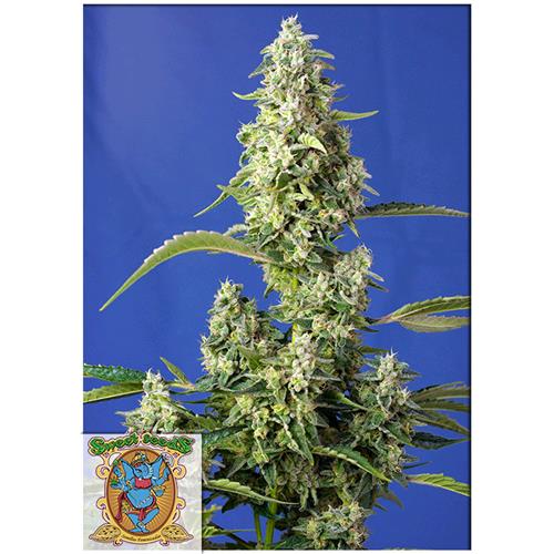 SWEET SEEDS - GORILLA GIRL XL AUTO - 3+1 SEEDS