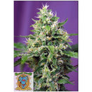 SWEET SEEDS - SWEET AMNESIA HAZE XL AUTO -  3+1  SEEDS