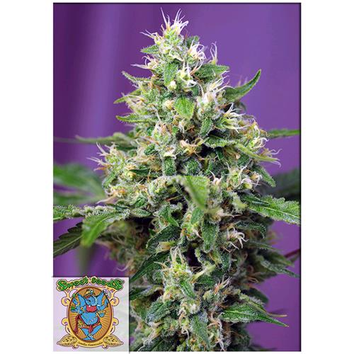 SWEET SEEDS - SWEET AMNESIA HAZE XL AUTO -  5+2  SEEDS