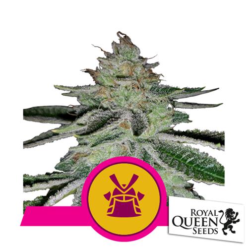 ROYAL QUEEN SEEDS - SHOGUN FEM - 25 SEEDS