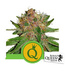 ROYAL QUEEN SEEDS - PURPLE QUEEN AUTO - 25 SEEDS - USA PREMIUM