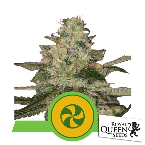 ROYAL QUEEN SEEDS - SWEET ZZ AUTO - 5 SEEDS - USA PREMIUM