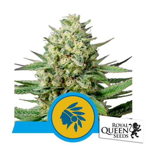 ROYAL QUEEN SEEDS - TATANKA PURE FEM CBD - 5 SEEDS