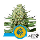 ROYAL QUEEN SEEDS - TATANKA PURE FEM CBD - 3 SEEDS