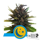 ROYAL QUEEN SEEDS - PURPLEMATIC CBD - 100 SEEDS BULK
