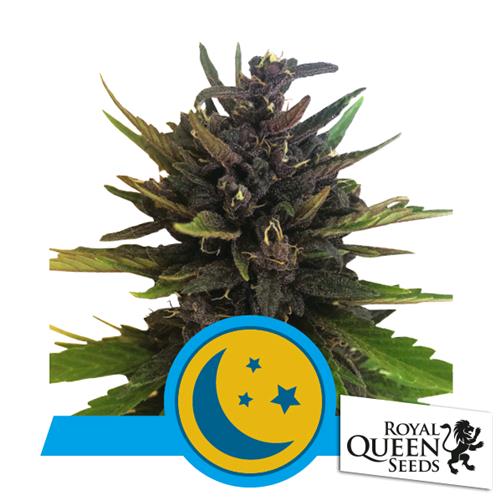 ROYAL QUEEN SEEDS - PURPLEMATIC AUTO CBD - 3 SEEDS