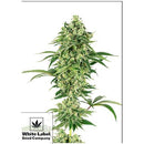 WHITE LABEL - NICOLE HINDU KUSH FEM - 1 SEED