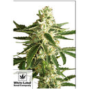 WHITE LABEL - WHITE DIESEL HAZE AUTOMATIC - 1 SEED