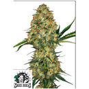 SENSI SEEDS - HINDU KUSH FEMINIZED - 1 SEED