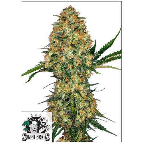 SENSI SEEDS - HINDU KUSH FEMINIZED - 1 SEED