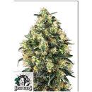 SENSI SEEDS - SUPER SKUNK AUTOMATIC - 1 SEED