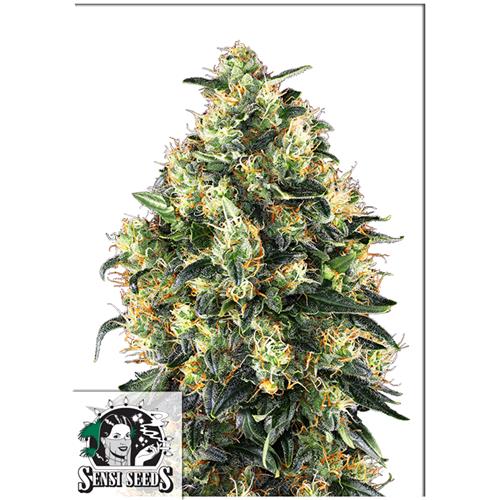 SENSI SEEDS - SUPER SKUNK AUTOMATIC - 1 SEED