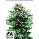 SENSI SEEDS - NORTHERN LIGHTS AUTOMATIC - 1 SEED