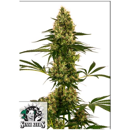 SENSI SEEDS - BLUE BULLET AUTO - 3 SEEDS