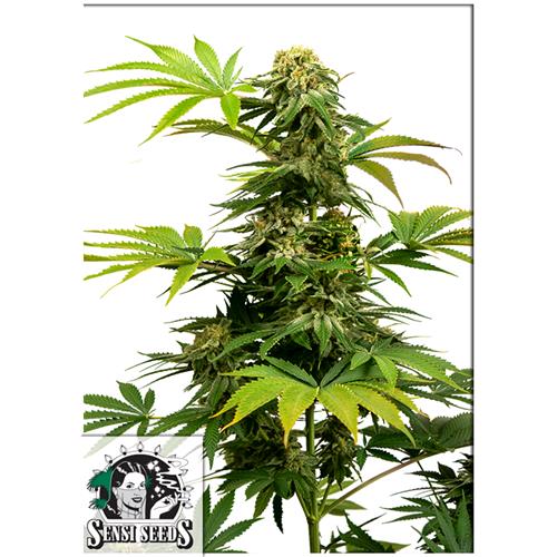SENSI SEEDS - BLACK HARLEQUIN - 1 SEED