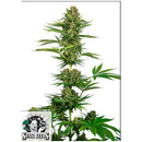 SENSI SEEDS - SATIN BLACK DOMINA CBD - 3 SEEDS