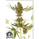 SENSI SEEDS - ALPINE DELIGHT CBD AUTO - 3 SEEDS