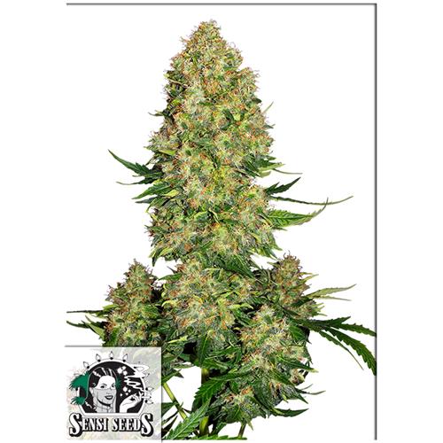 SENSI SEEDS - SKUNK #1 AUTOMATIC - 1 SEED