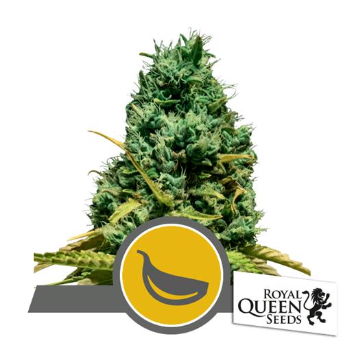ROYAL QUEEN SEEDS -  GARLIC MIST REG - 10 SEEDS