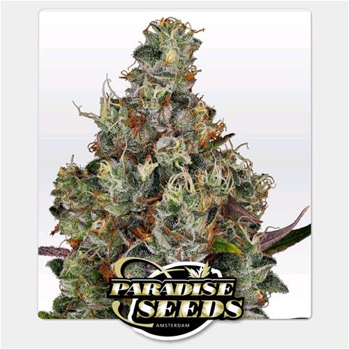 PARADISE SEEDS - RAINBOW ROAD FEM - 3 SEEDS
