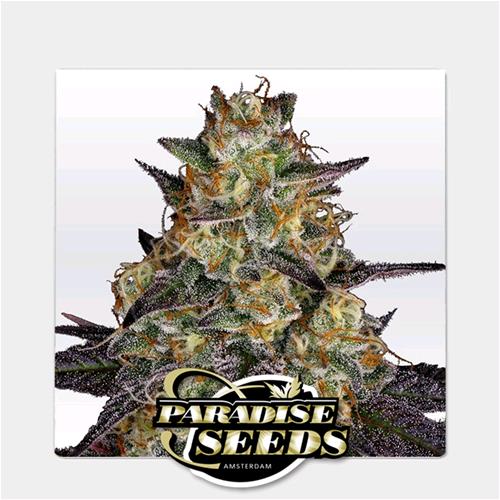 PARADISE SEEDS - EL DORADO OG FEM - 3 SEEDS