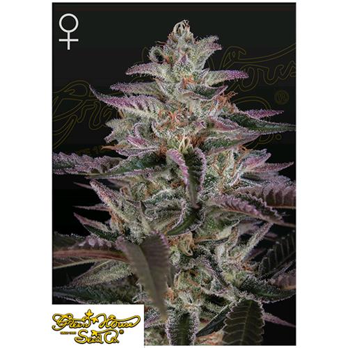 GREEN HOUSE - BANANA KRUMBLE FEM - 10 SEEDS