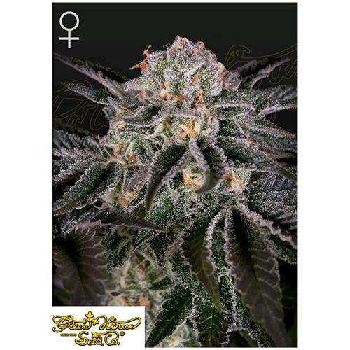 GREEN HOUSE - WONDER PIE - 3 SEEDS
