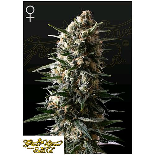 GREEN HOUSE - BUBBA SLUSH FEM - 1 SEED